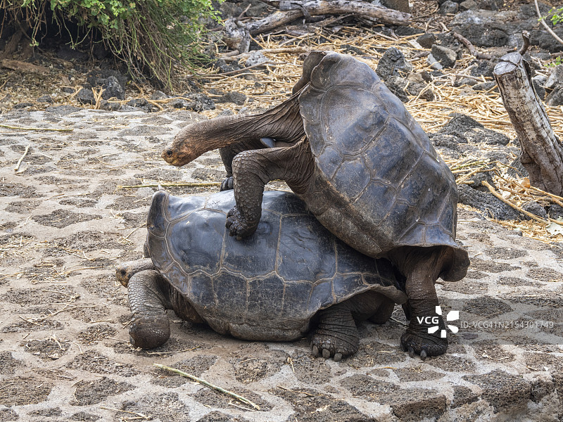 加拉帕戈斯巨龟，达尔文研究站，圣克鲁斯岛，加拉帕戈斯群岛，厄瓜多尔图片素材