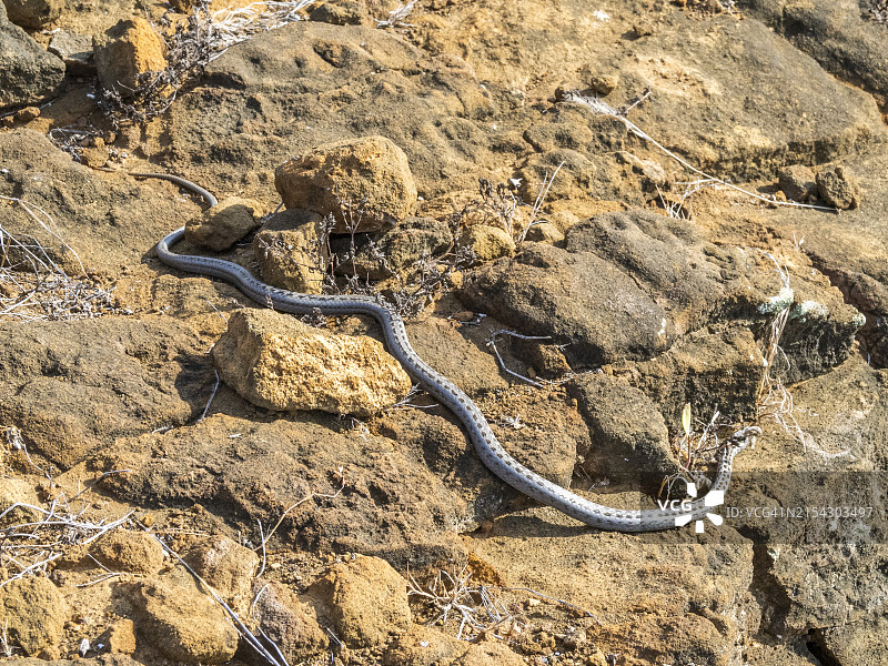 加拉帕戈斯赛蛇，位于厄瓜多尔圣克里斯托瓦尔岛图片素材