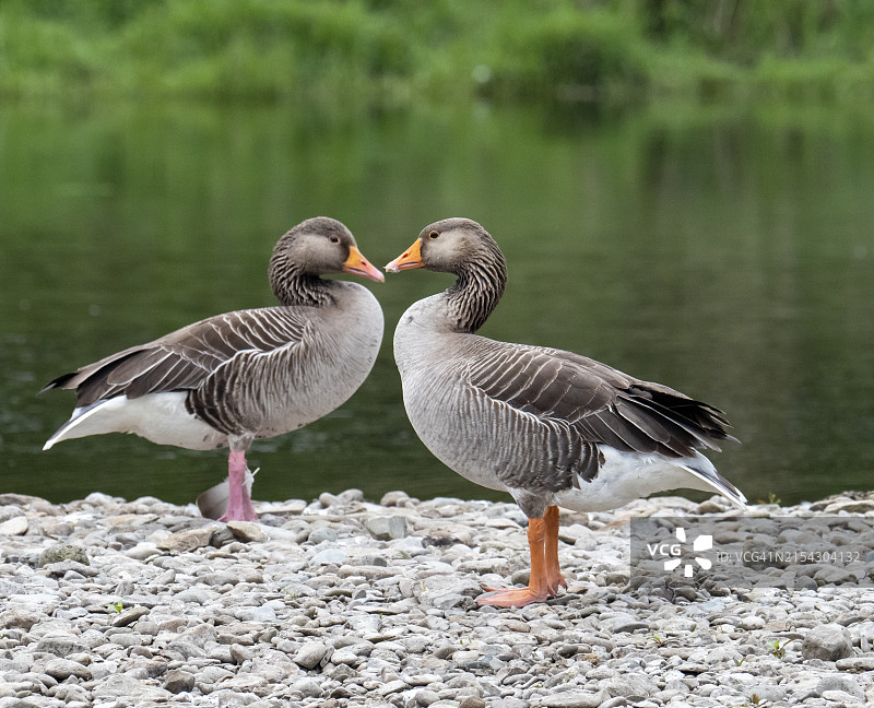 英国湖区安布尔赛德布雷思韦特河，灰雁图片素材
