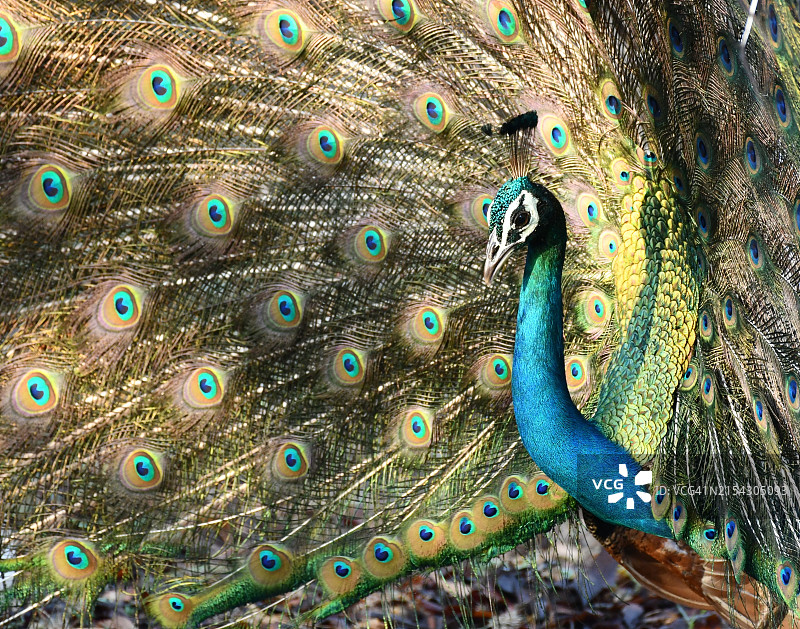 孔雀特写图片素材