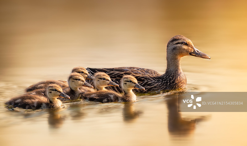 美国佛罗里达州雌性绿头鸭图片素材