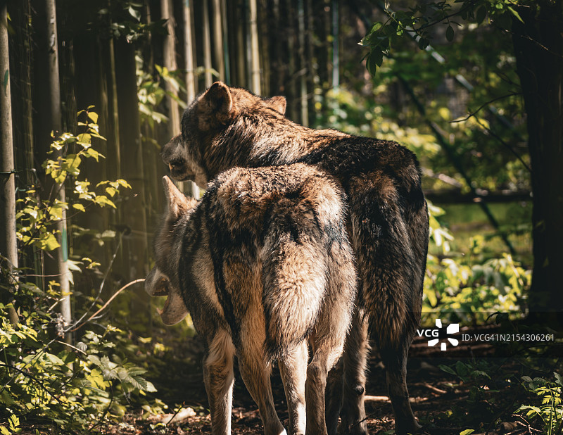 森林中狮子的特写图片素材