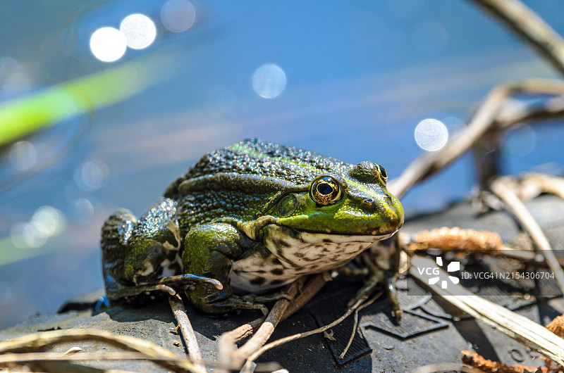 水蛙特写图片素材
