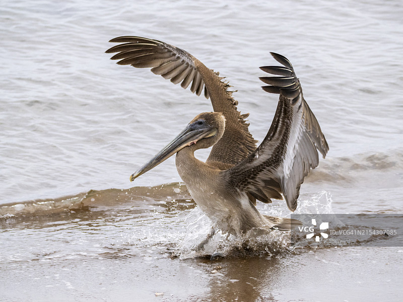 加拉帕戈斯群岛圣地亚哥岛海盗湾的棕色鹈鹕幼鸟图片素材