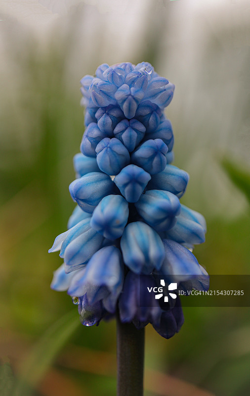 蓝色开花植物的特写图片素材