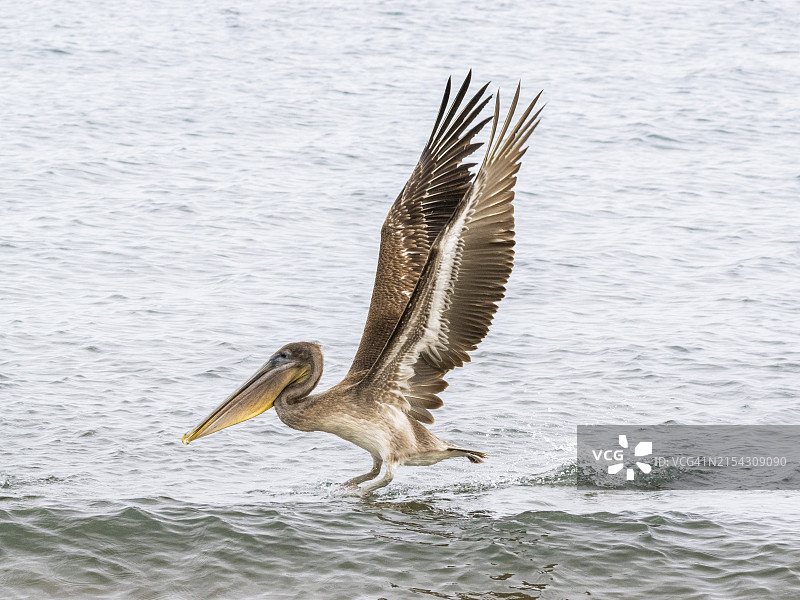 加拉帕戈斯群岛圣地亚哥岛海盗湾的棕色鹈鹕幼鸟图片素材