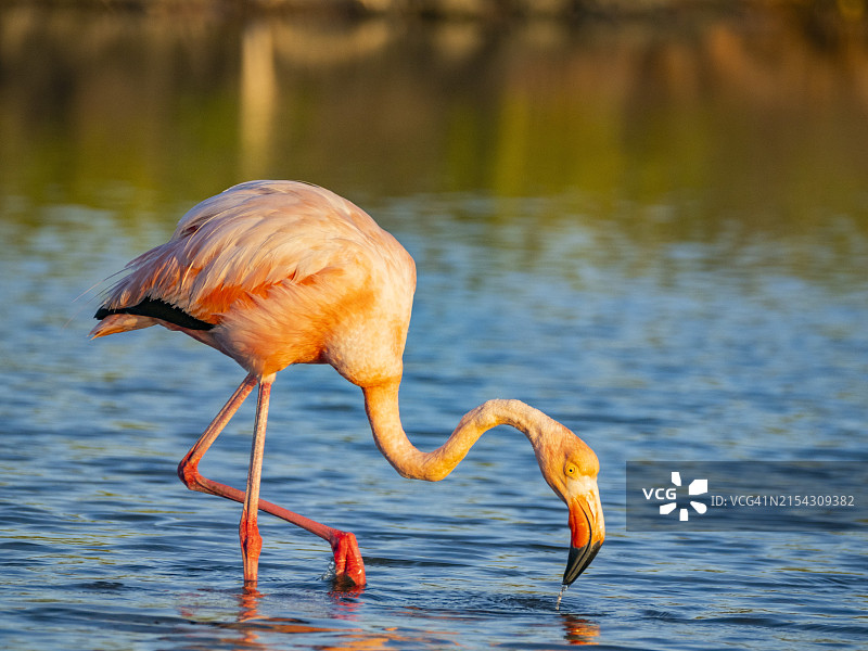 成年美洲红鹳在拉比达岛觅食卤虫（加拉帕戈斯群岛，联合国教科文组织世界遗产，厄瓜多尔）图片素材
