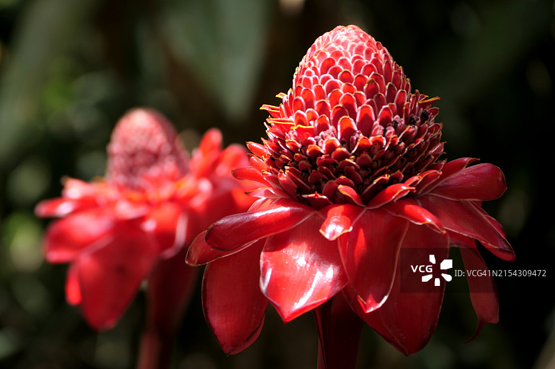 红花的特写图片素材