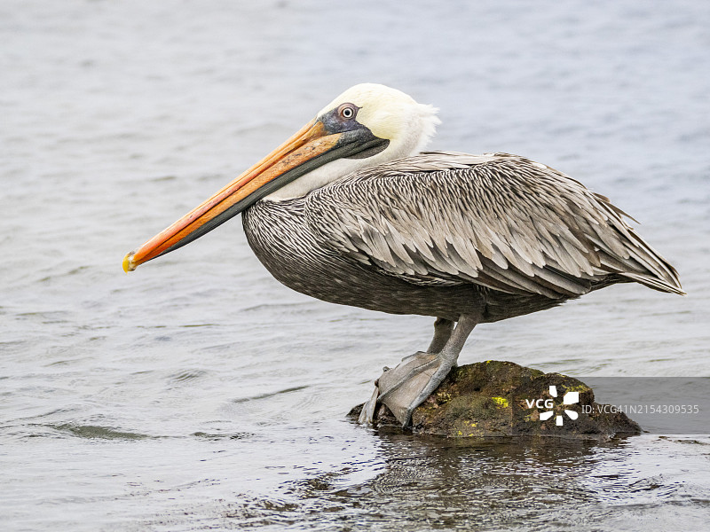 棕色鹈鹕，位于厄瓜多尔圣地亚哥岛海盗湾图片素材