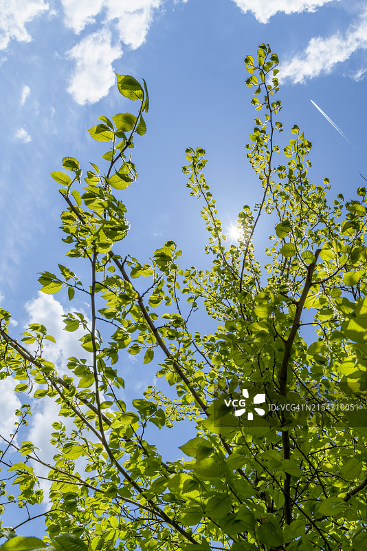 低角度的树对天空的看法图片素材