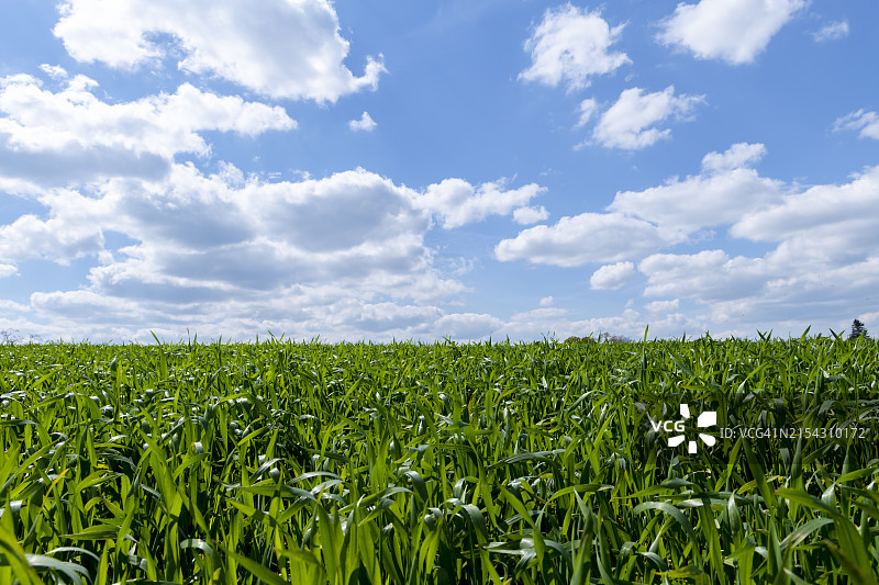 天空衬托下的田野风景图片素材