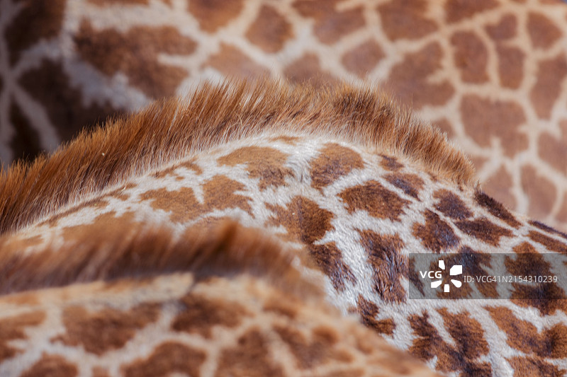 长颈鹿特写图片素材