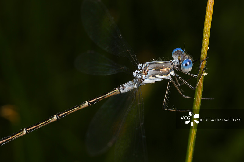 蜻蜓在树枝上的特写，美国加利福尼亚州旧金山图片素材