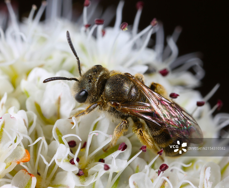 花上的蜜蜂特写，美国旧金山图片素材