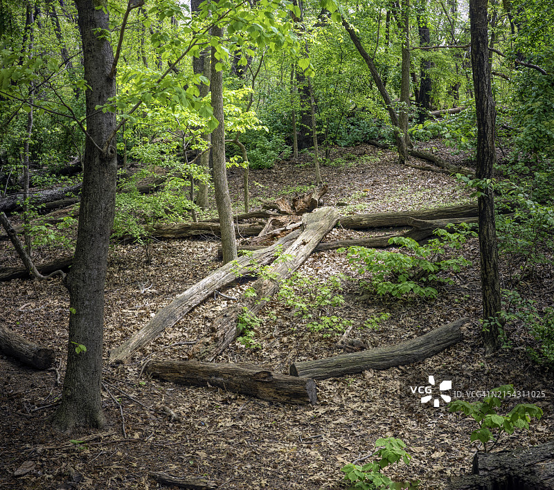 美国纽约市森林中的树木图片素材