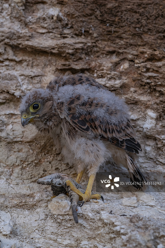 岩石上的猫头鹰特写图片素材