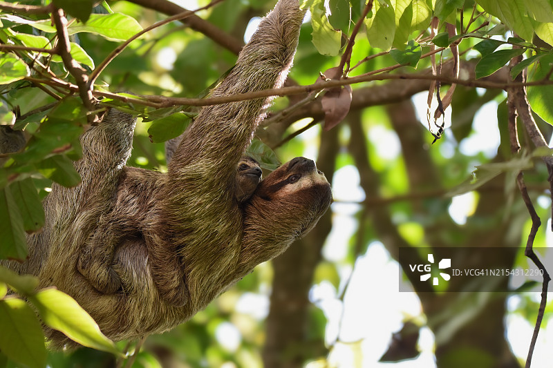 低角度拍摄：树上的三趾树懒图片素材