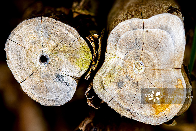树木特写图片素材