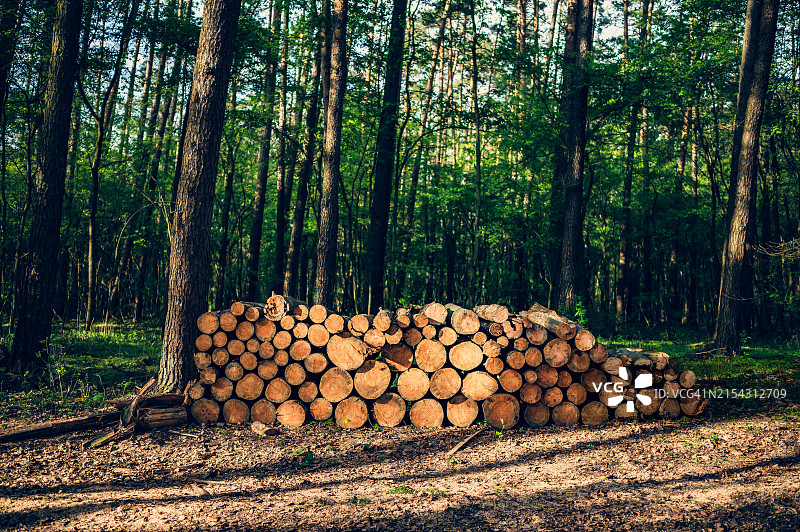 森林中的树木图片素材