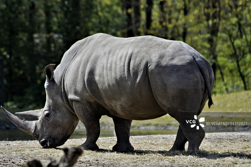 站立在田野上的白色犀牛特写图片素材