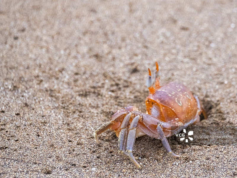 一只成年彩绘幽灵蟹，位于厄瓜多尔圣地亚哥岛海盗湾，联合国教科文组织世界遗产图片素材