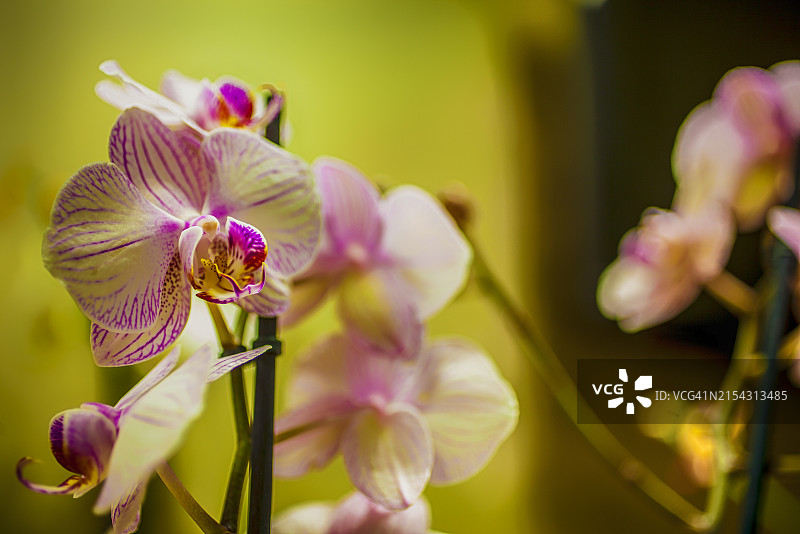 粉色兰花特写图片素材