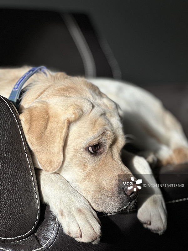 熟睡的拉布拉多寻回犬特写，加拿大安大略省惠特比图片素材