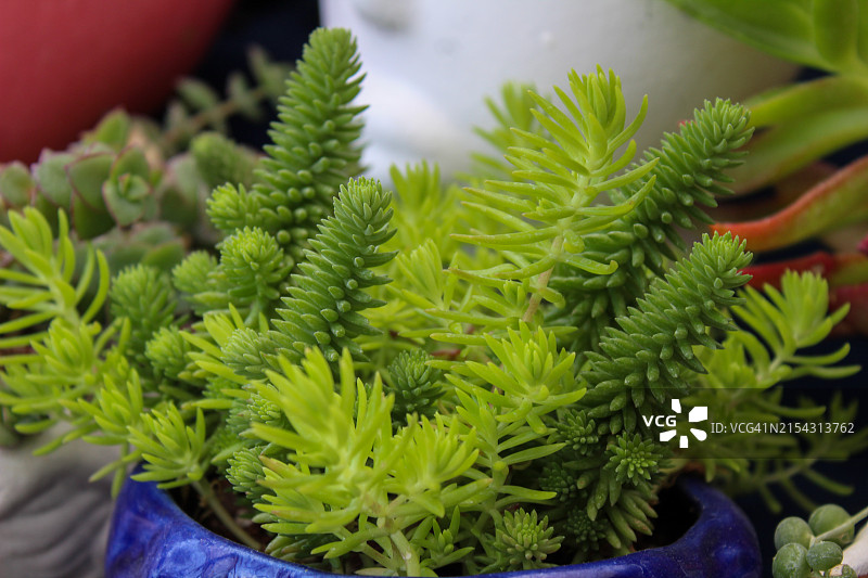 盆栽植物特写图片素材