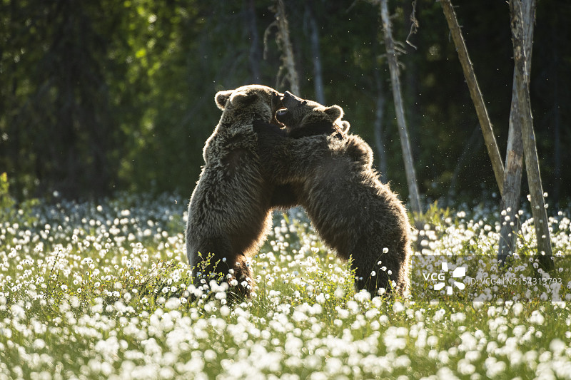 欧亚棕熊亚成年嬉戏打闹棉草草甸芬兰图片素材