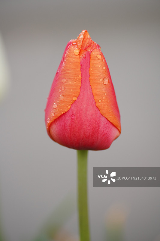 红玫瑰花的特写图片素材