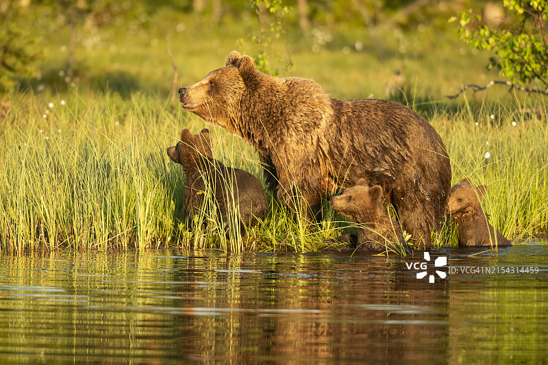 带着幼崽从湖里出来的欧亚棕熊图片素材