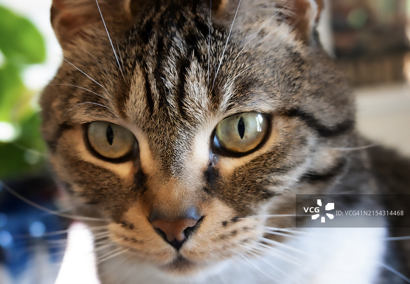 美国的猫咪特写图片素材