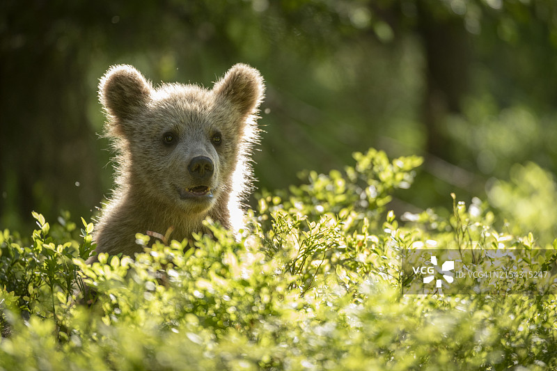 森林环境中的欧亚棕熊幼崽，芬兰，欧洲图片素材