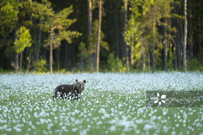 站立在棉草甸上的棕熊，芬兰，欧洲图片素材