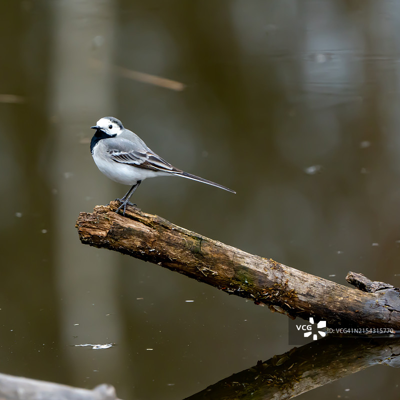 瑞士屈德勒芬鹡鸰树枝特写图片素材