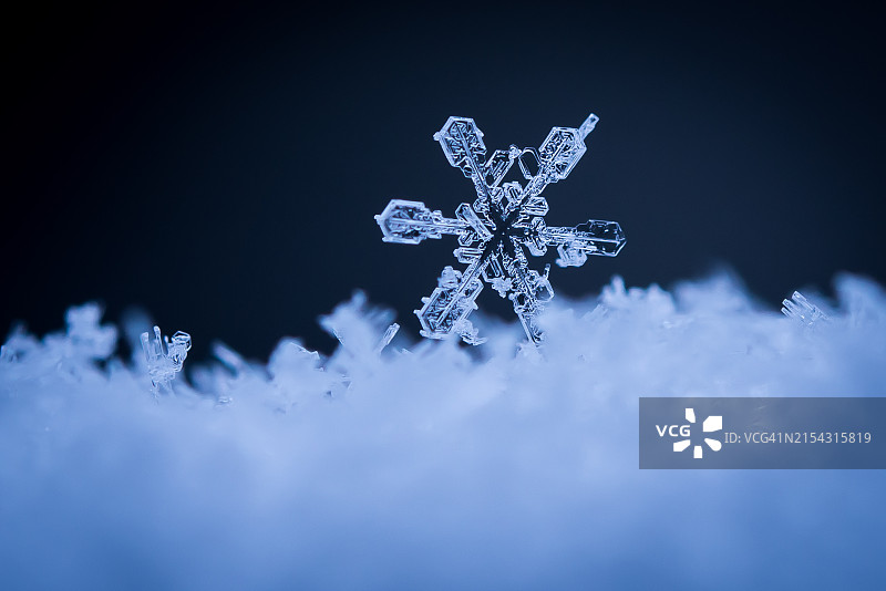 被雪覆盖的植物特写图片素材