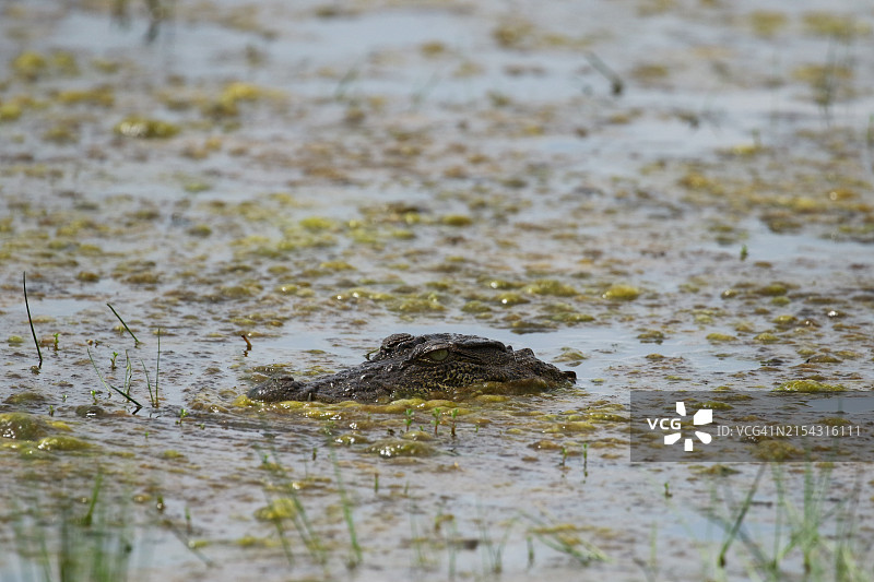 水中的年轻鳄鱼图片素材