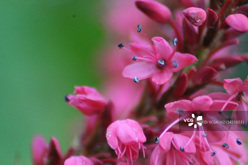 粉色花朵的特写图片素材