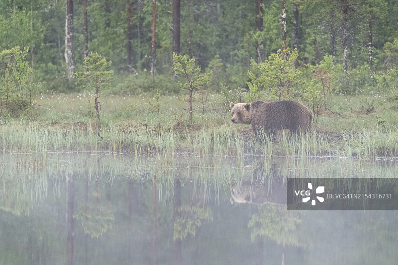 清晨薄雾中，芬兰湖边的欧亚棕熊图片素材