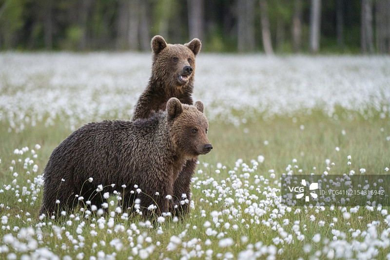 在开满棉草的沼泽里玩耍的棕熊幼崽，芬兰图片素材