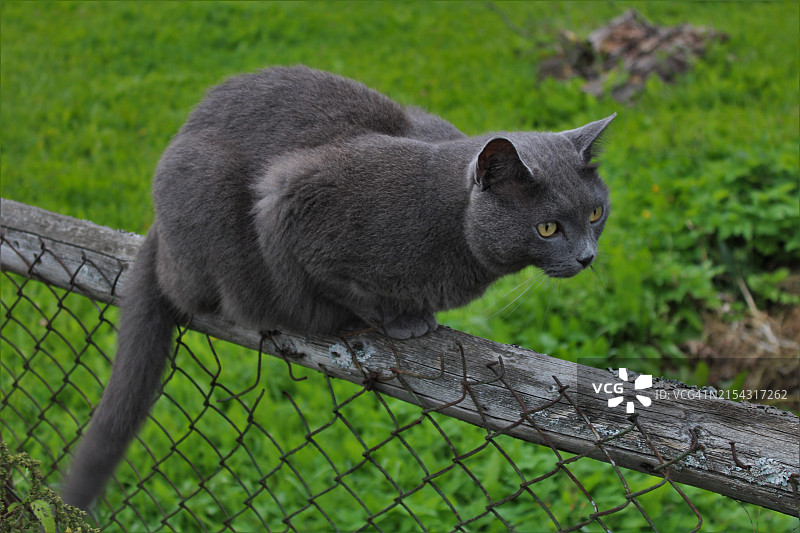 树上的猫特写图片素材