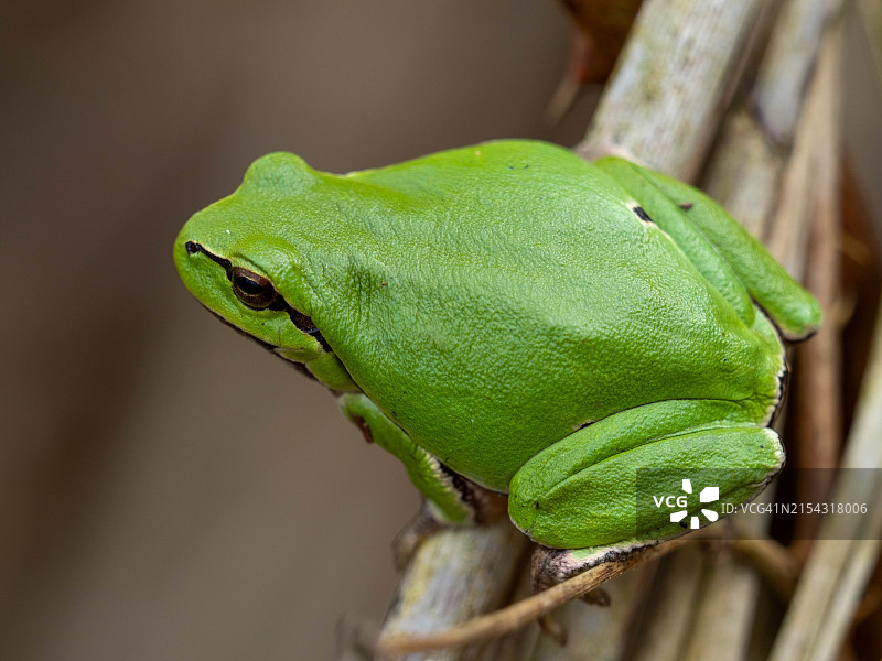 比利时红色树木特写图片素材