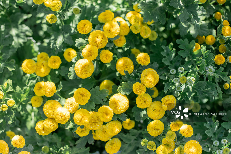 黄色开花植物的特写图片素材