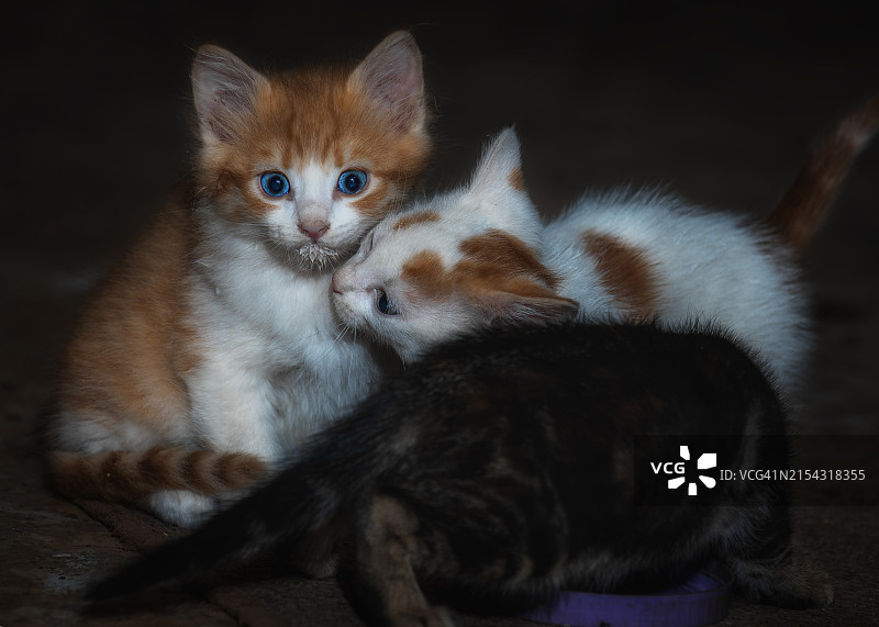 小猫特写肖像图片素材