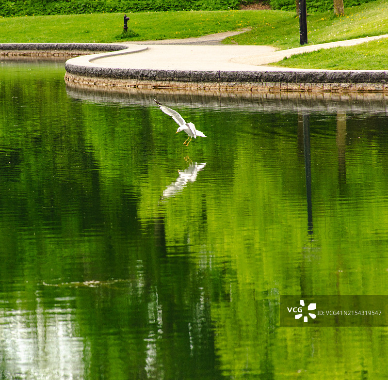蒙特利尔的海狸湖图片素材