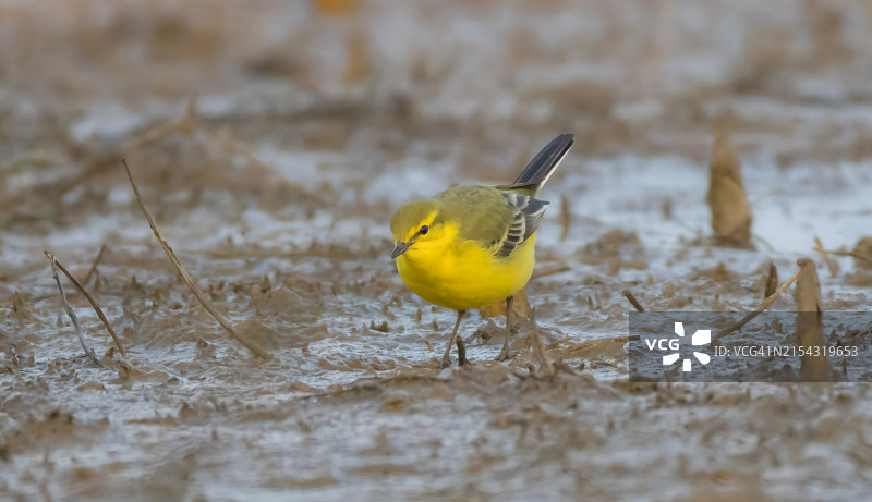 鹡鸰栖息在雪地上的特写图片素材