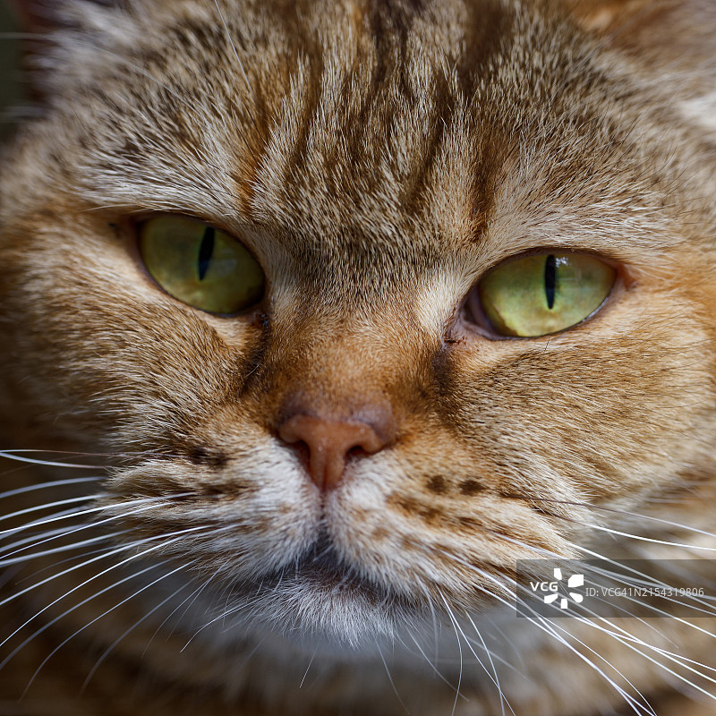 法国猫的特写图片素材
