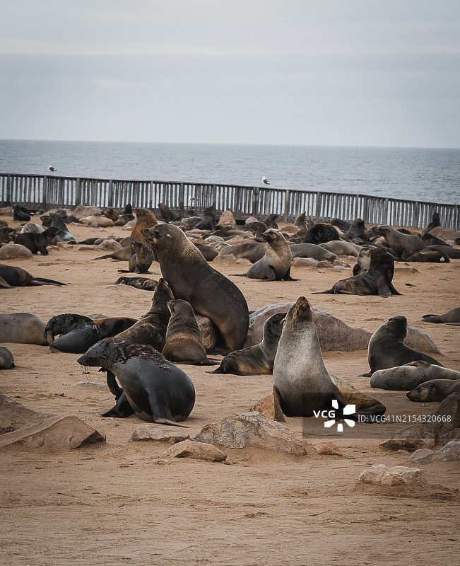 海滩上的海狮特写图片素材