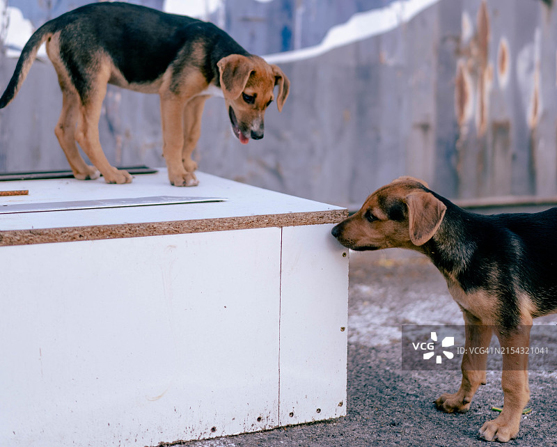狗的特写图片素材