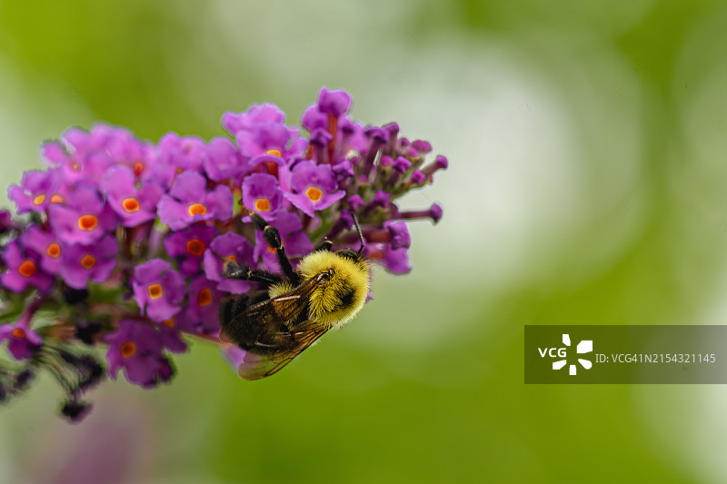 美国北卡罗来纳州教堂山紫色花朵上的蜜蜂特写图片素材